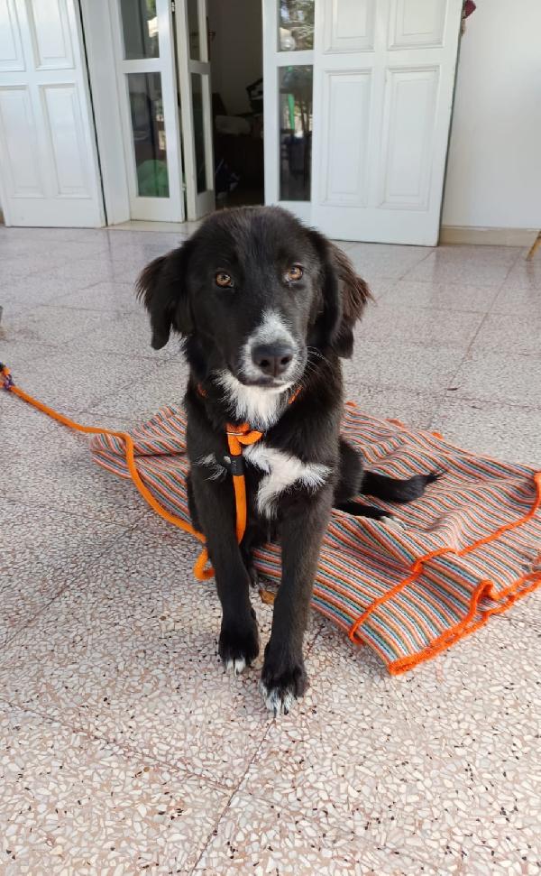 Ingrid cucciola mix Border 5 mesi Foto 2